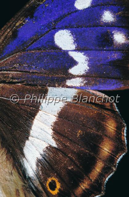 aile apatura iris.JPG - Gros plan, ailes d'Apatura irisGrand mars changeantPurple Emperor wingsLepidoptera, NymphalidaeFrance